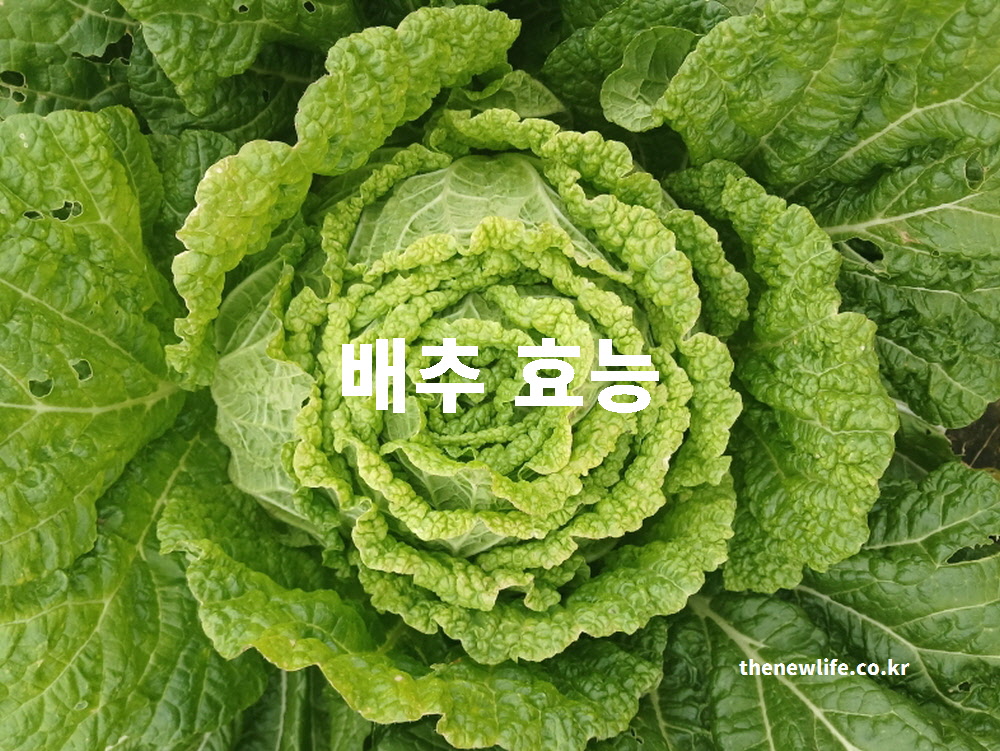 배추 효능을 설명하는 블로그 포스팅 대표 썸네일 사진