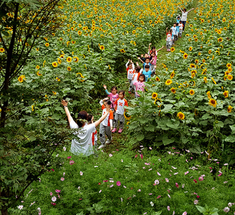 태백 해바라기 축제 2025 일정 및 즐길 거리 총정리!