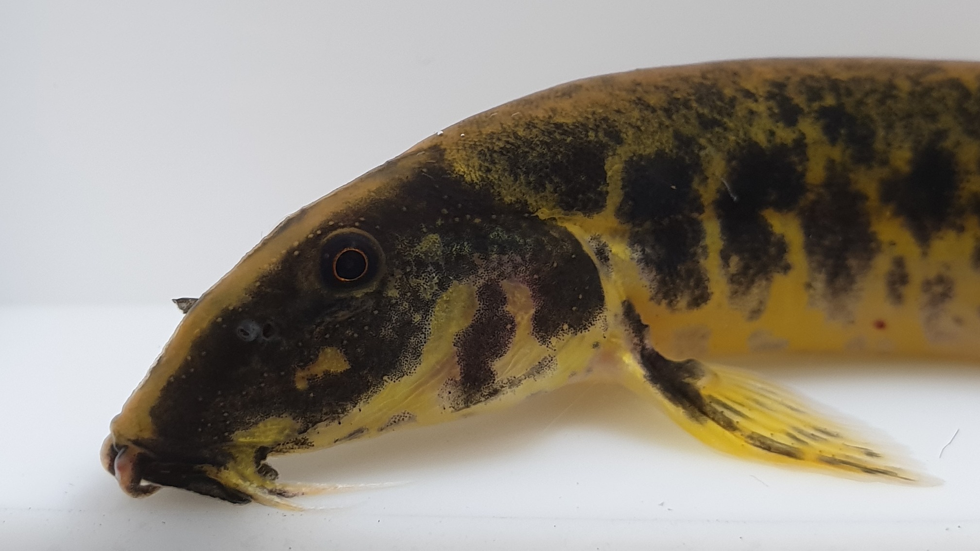 얼룩새코미꾸리 완벽정리