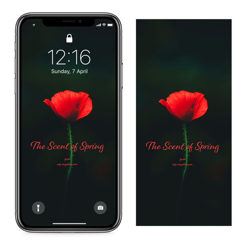 07 꽃양귀비 검정배경 C - The Scent of Spring 꽃배경화면