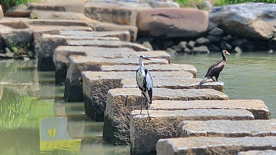 징검다리 위의 왜가리와 가마우지