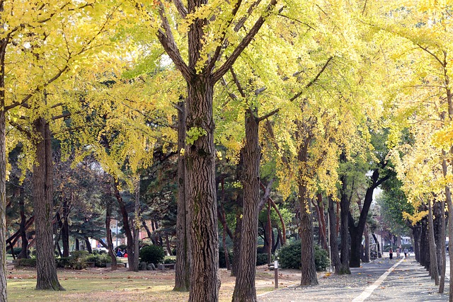 경주 도리마을 위치, 주차정보, 단풍시기