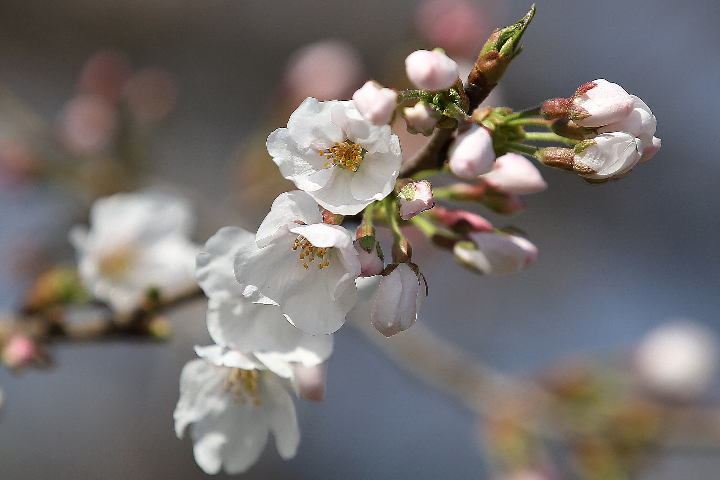 벚꽃 (출처 : 공공누리)