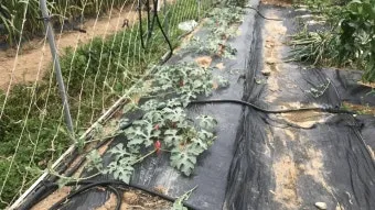 작물 순지르기 유인 기본 토마토 오이 가지 고추 수형관리_6