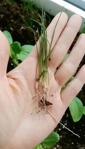 부추 재배 포기 나누기 덧비료 수확 반복_14