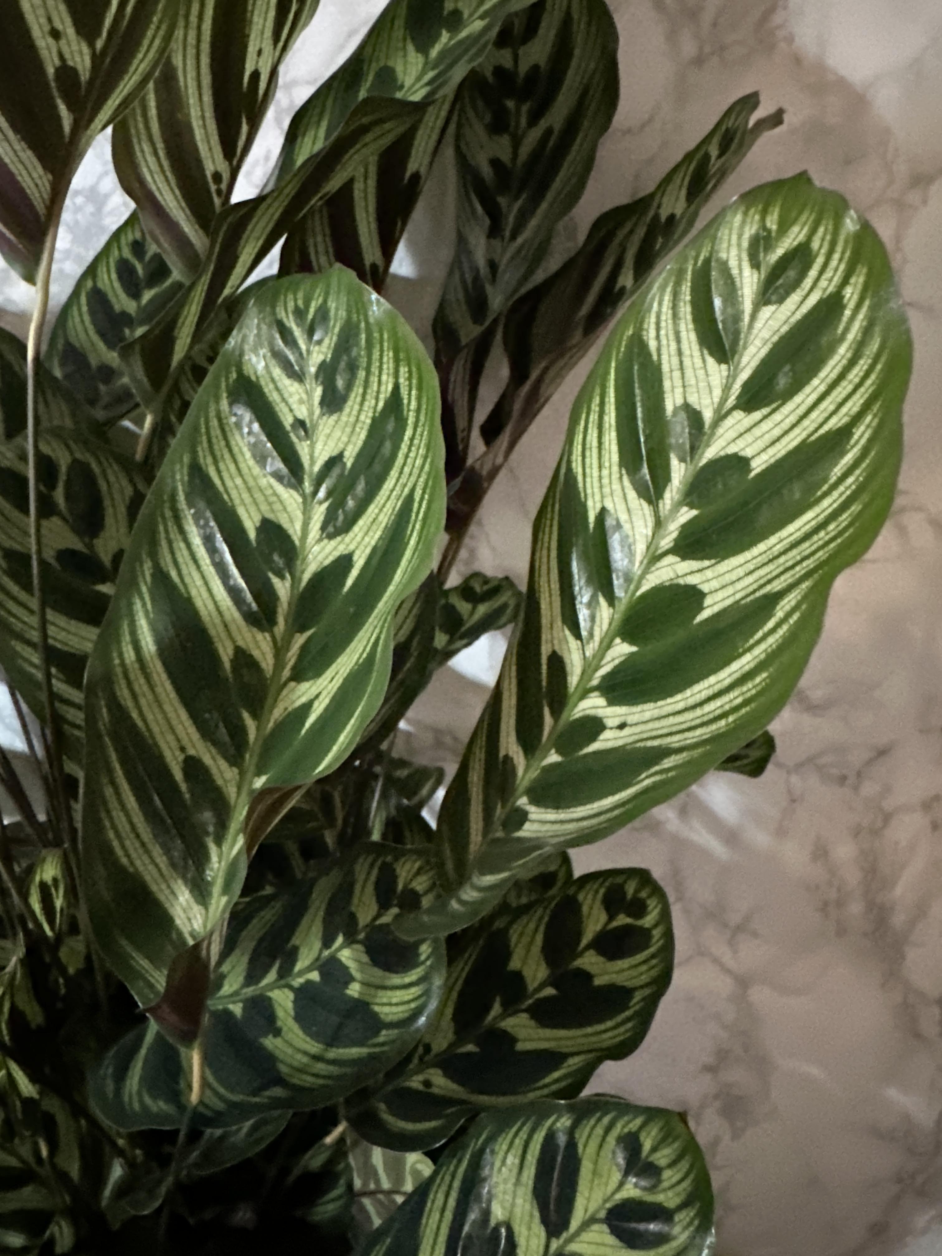 실내 공기정화식물 추천 마코야나 부부초