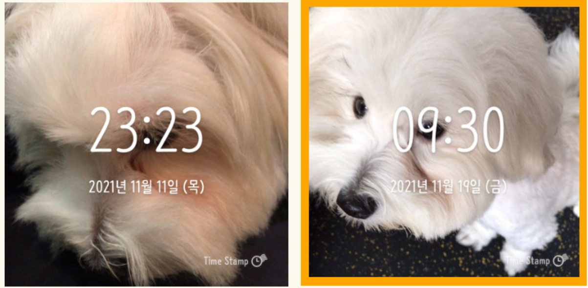 강아지 눈물자국 영양제 효과 있나요? 2달 급여 후기 (전후 있음)