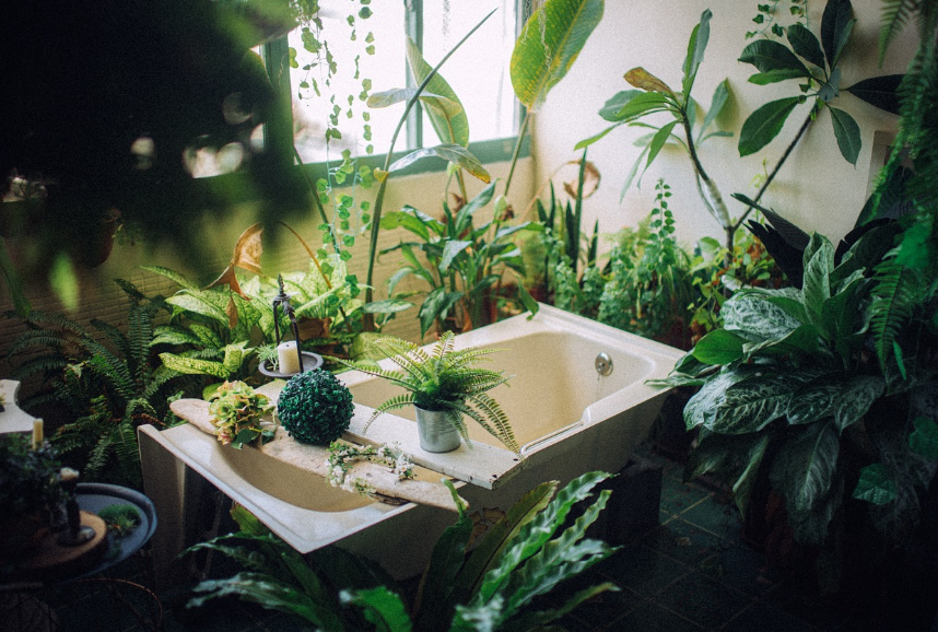 비료와 영양 관리