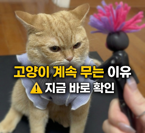 고양이 자꾸 물 때
