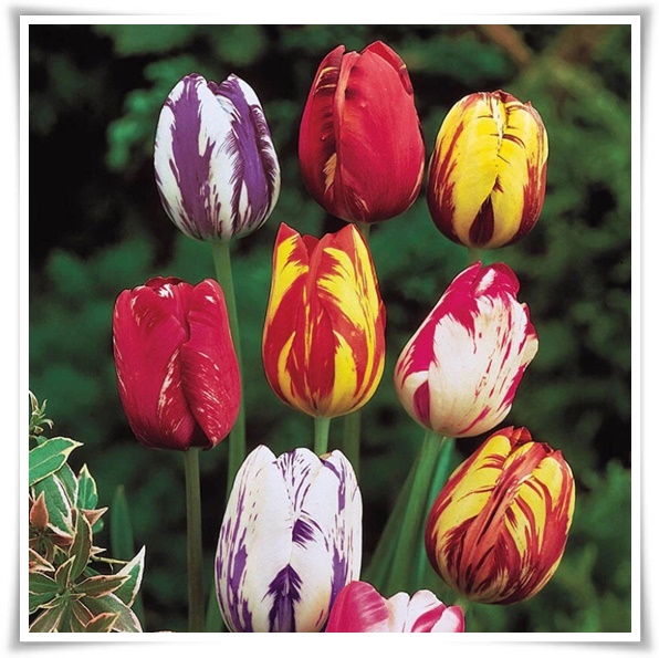 "튤립" 매력적인 봄의 대표적인 꽃, 튤립의 매력!
