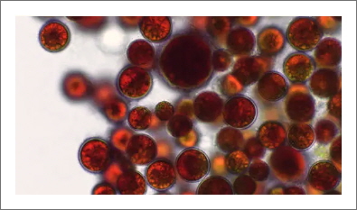 아스타잔틴 활성