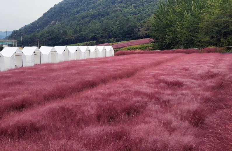 고창꽃객프로젝트-핑크뮬리