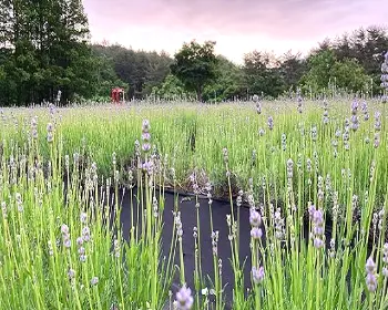 고성 라벤더 축제_10