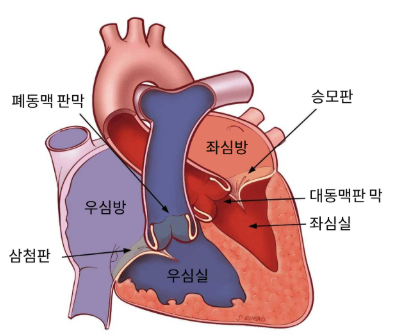심장의 구조 이미지