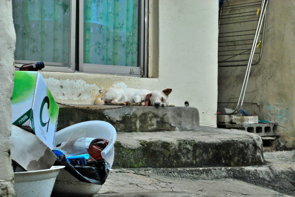 주례1동 주례시장 골목길 강아지
