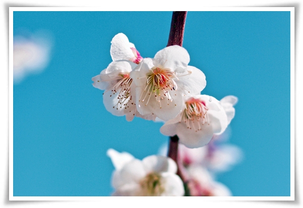 "벚꽃" 희망과 새로운 시작의 상징 봄의 전령사!