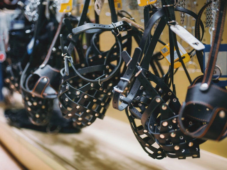 반려견 목줄 & 입마개 규정과 과태료 알아보기