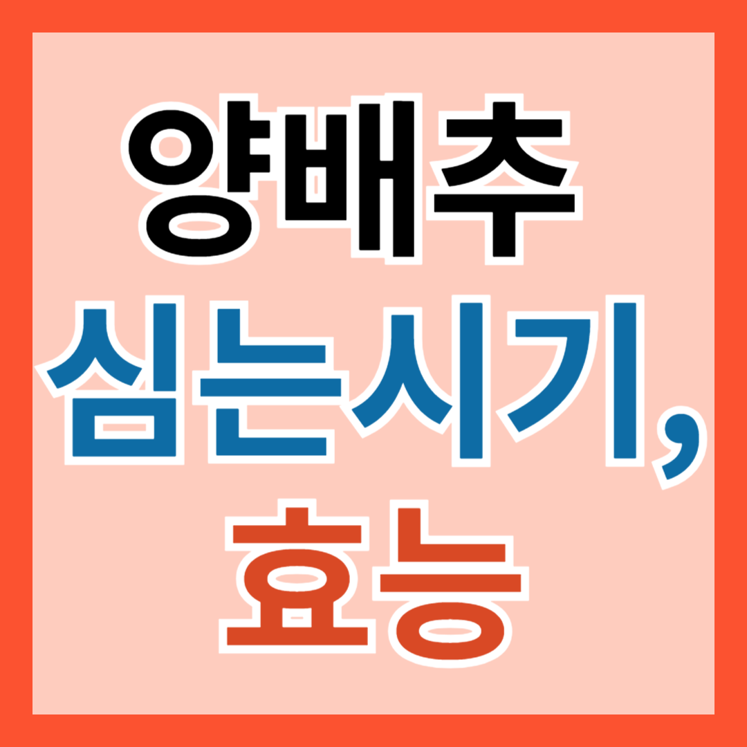 양배추 심는 시기, 효능, 파종 방법, 재배법, 수확 방법 알아보기