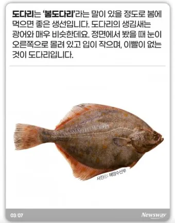 봄 도다리 제철 효능 레시피_4