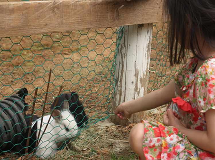 팜카밀레 허브농원