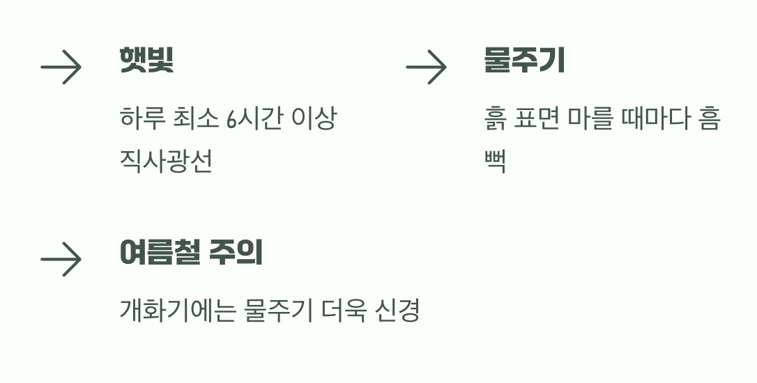 햇볕은 듬뿍, 물은 꾸준히
