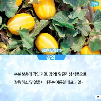 여름 준비는 건강한 식탁에서 6월 제철 음식 리스트 완벽 총정리_19
