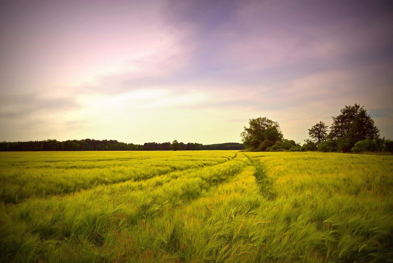 고창 학원농장 청보리밭