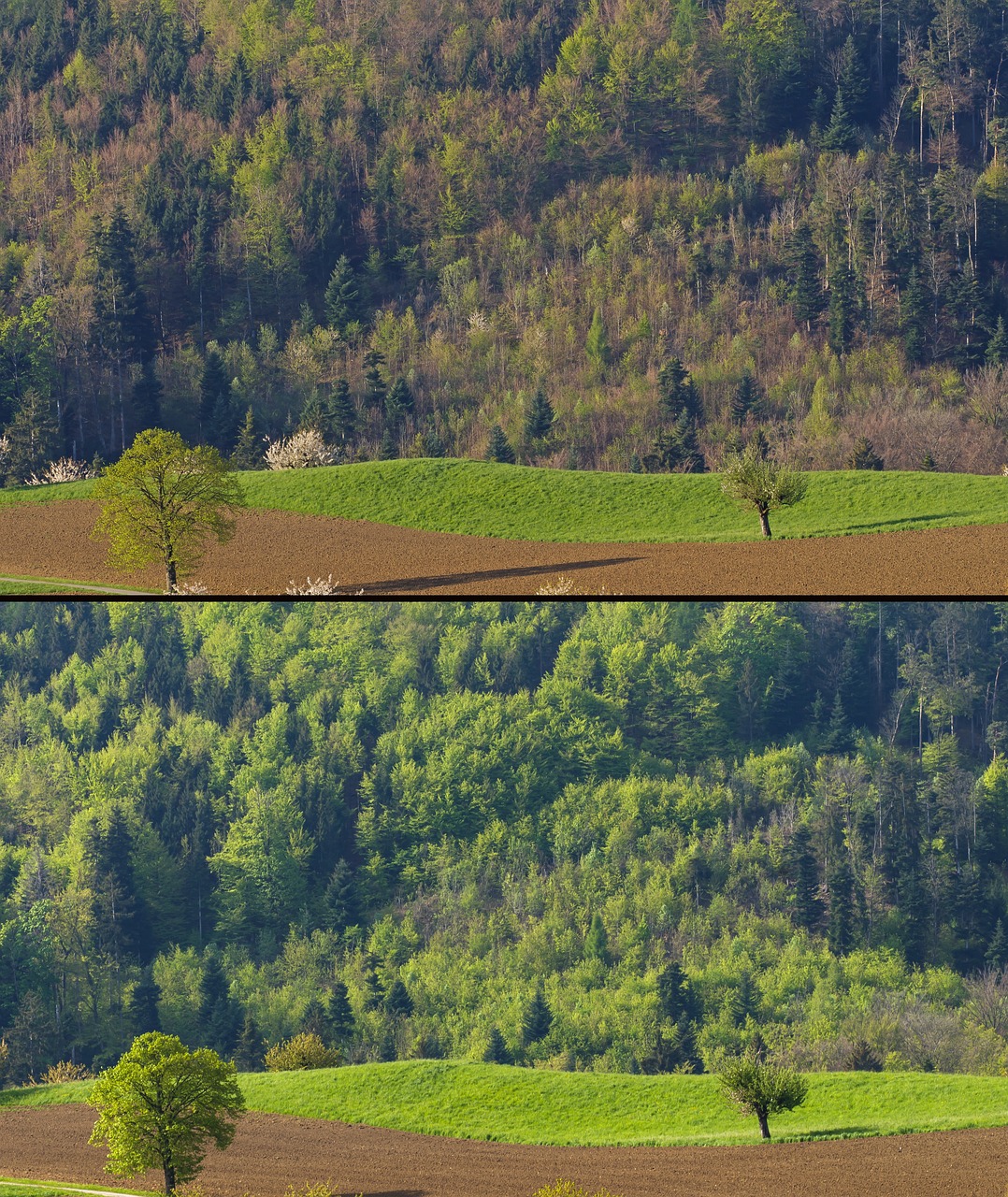 탄소 상쇄(Carbon Offset)의 개념과 참여 방법