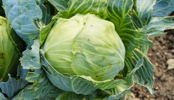 변비에 좋은 음식 변비해결방법 사진 6