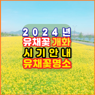 24년-유채꽃-개화시기-유채꽃명소-안내
