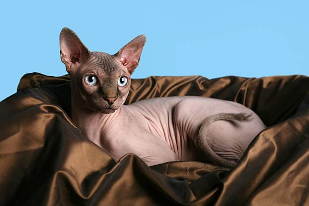 스핑크스 고양이 키우기: 털 없는 고양이의 관리와 성격