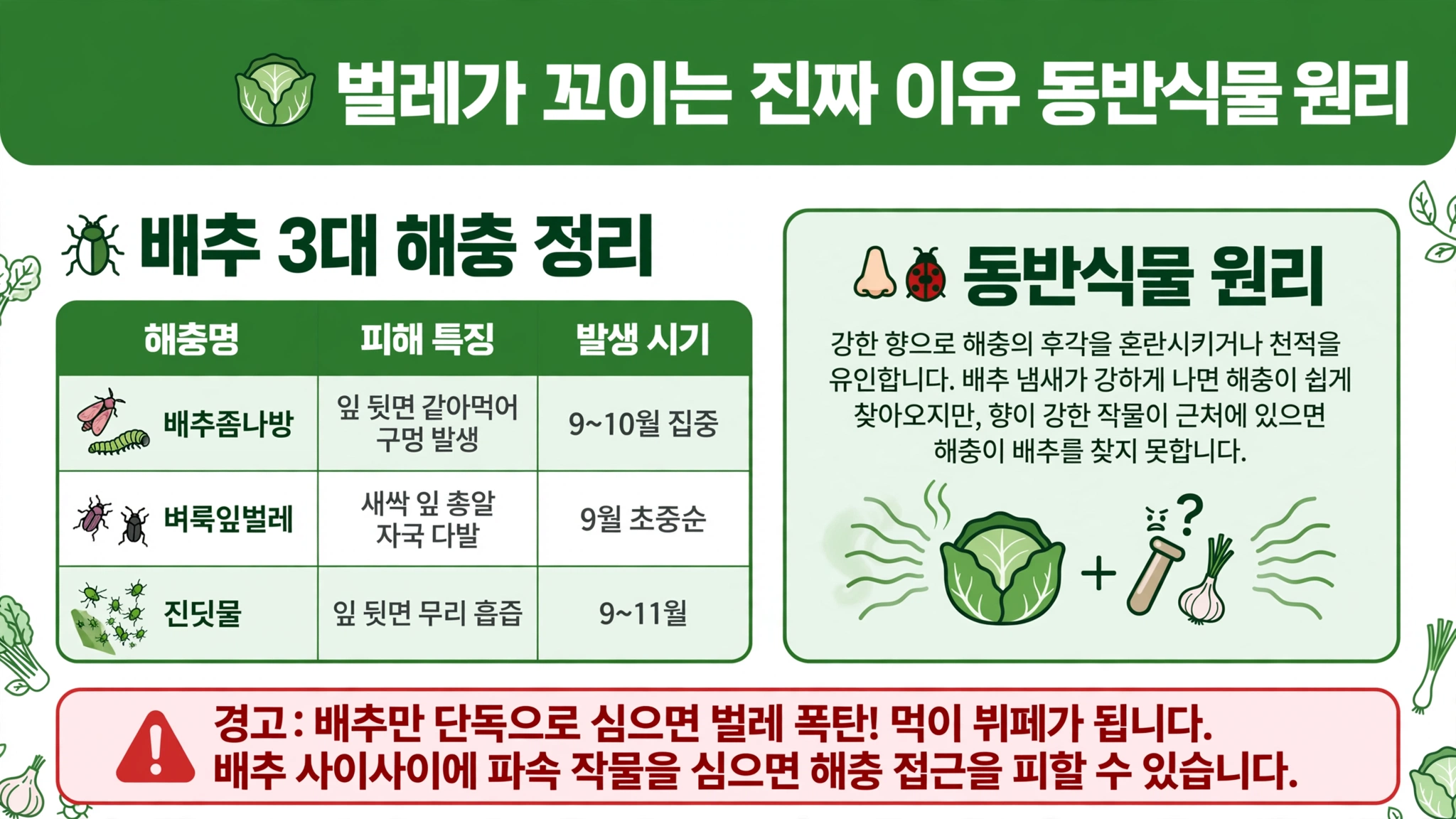 가을 배추 모종 심기 벌레 꼬이는 이유 배추좀나방 잎 뒷면 구멍 9 10월 벼룩잎벌레 총알 자국 9월 초중순 진딧물 무리 흡즙 9 11월 동반식물 강한 향 후각 교란 천적 유인