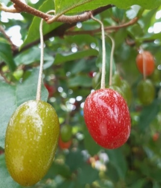 보리수 열매 효능