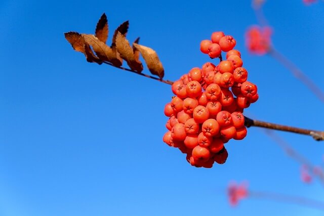 마가목 효능 총정리