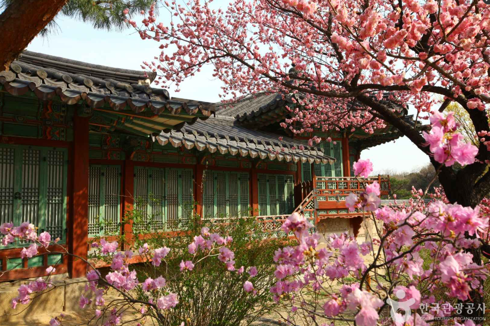 서울 매화 명소 창덕궁 4