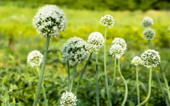 양파즙 효능 및 영양성분&amp;#44; 주의점