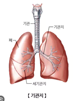 기관지-건강2