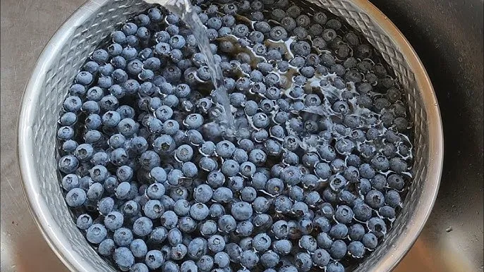 블루베리 효능 먹는법 하루 섭취량 쥬스_2