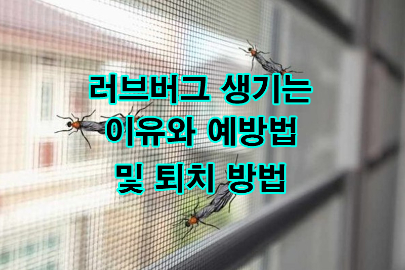 러브버그 생기는 이유와 퇴치 방법