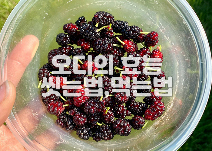 오디 씻는법을 위해 그릇에 담아 놓았다