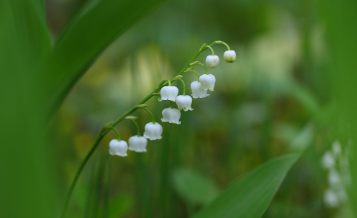 화담숲-예약하기