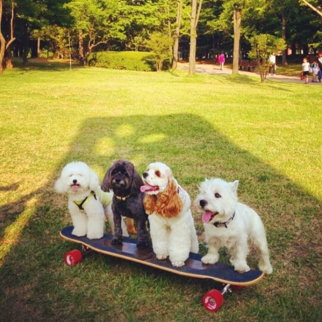 강아지 복명음 원인