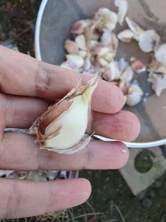 마늘 심는 시기 품종선택 비닐멀칭 웃거름 녹병 예방법_16