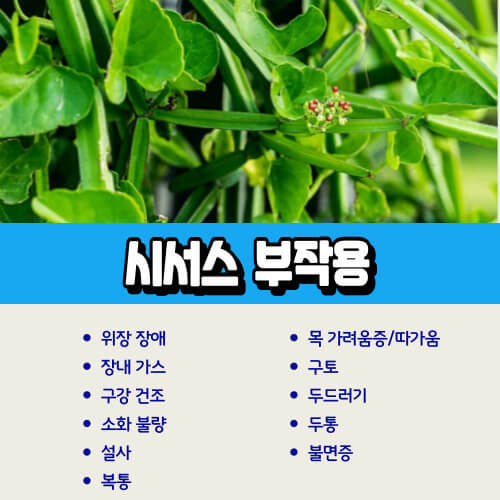 시서스_가루_부작용