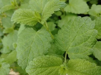 레몬밤 재배 반그늘 배치 화분 재배 잎 차로 활용_30