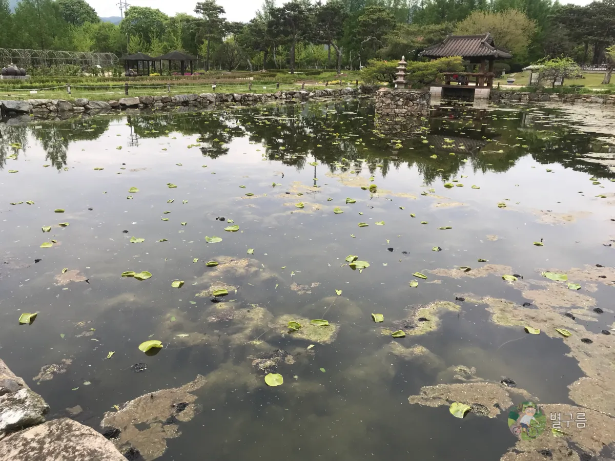 세미원-연못