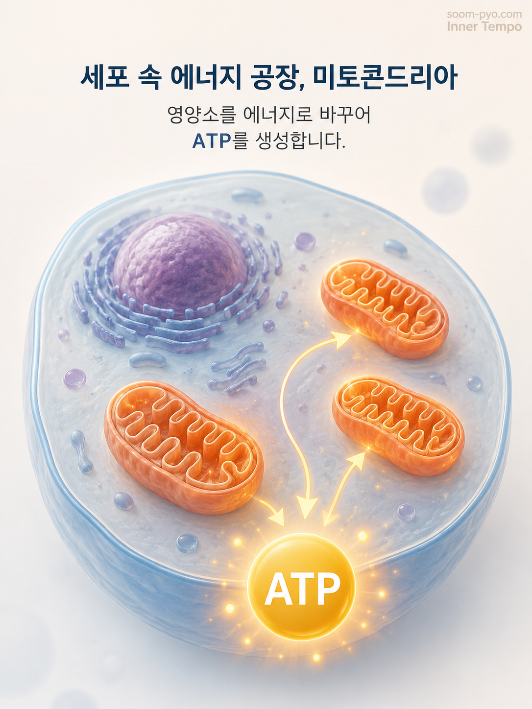 세포 내 에너지 생성 과정