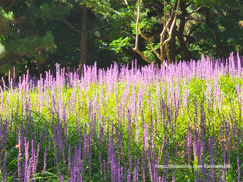 맥문동 ,麥門冬, Liriope platyphylla, Lilyturf