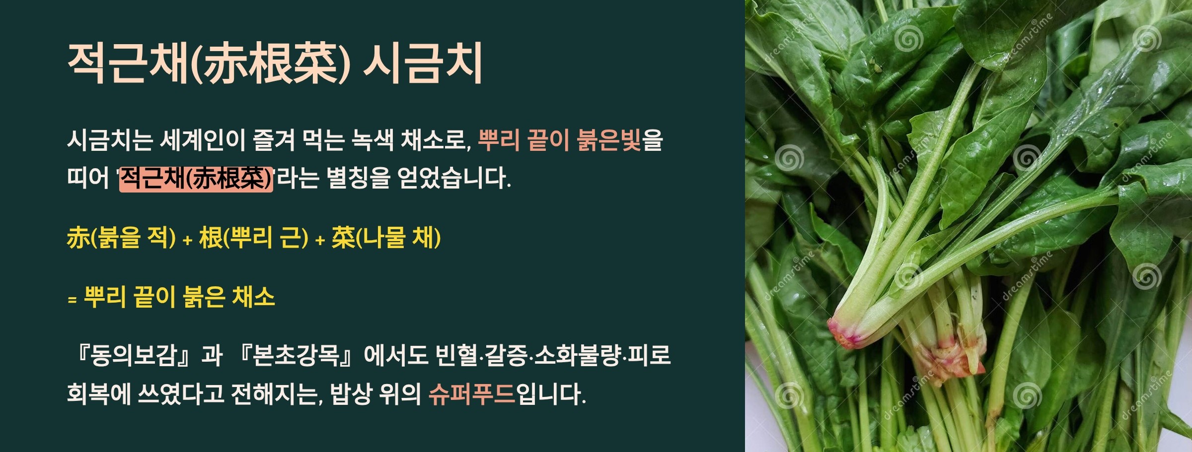 적근채