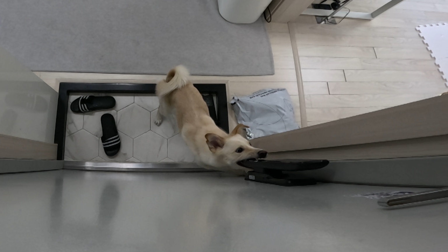 개는 훌륭하다 담비편